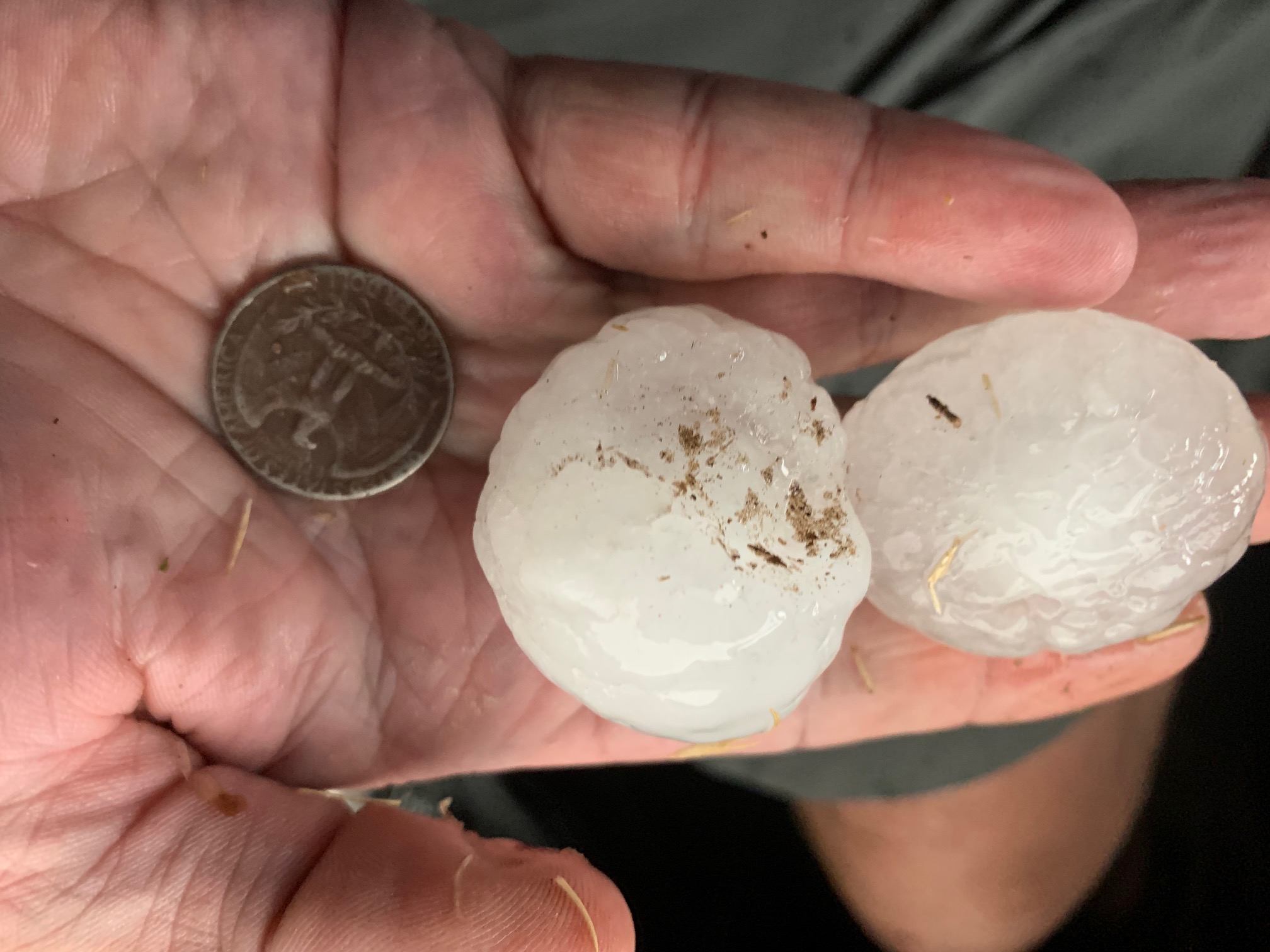 Large hail that fell in Muleshoe Sunday evening (1 May 2022). Picture is courtesy of Gil Rennels.