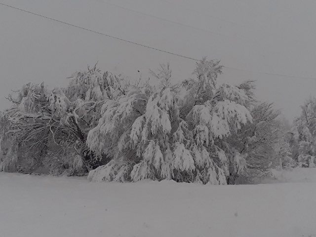 Picture of deep, heavy snow in Matador, TX, on 24 January 2023. The image is courtesy of Phillip Sharp.